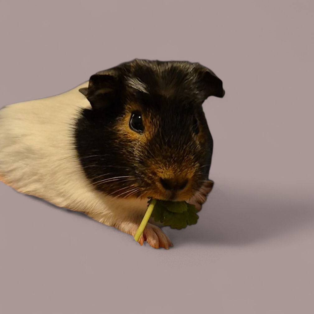 20251026 0701434 1.png