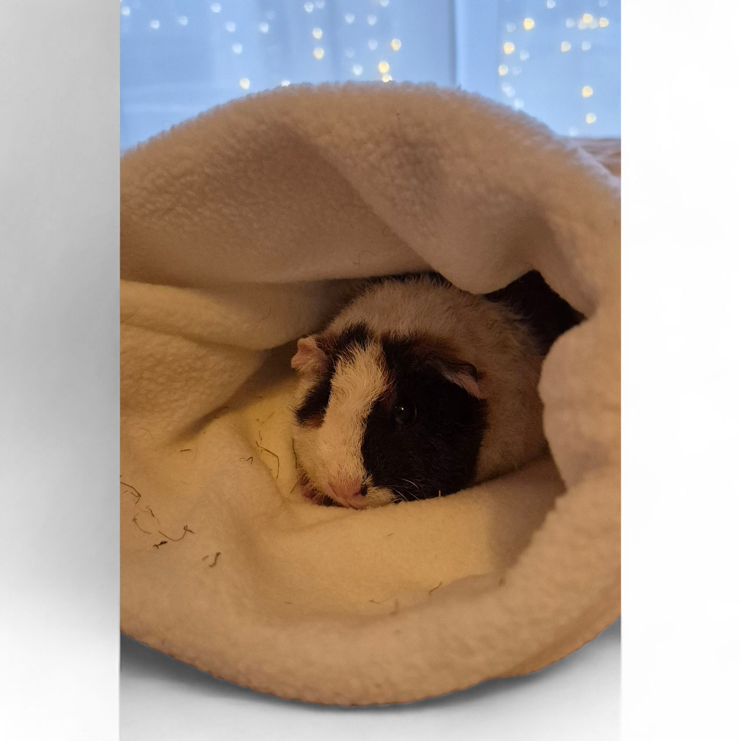 Latte kaisukotis Latte kaisukotis