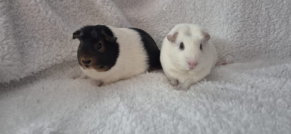 Sobiv puur meriseale 20251210 110035