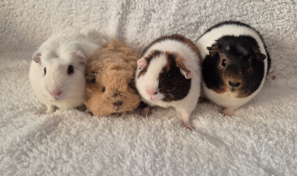 Sobiv puur meriseale Merisead