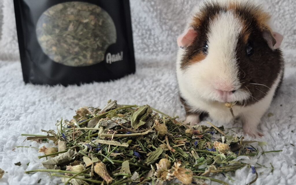 Pealeht 20260228 142627