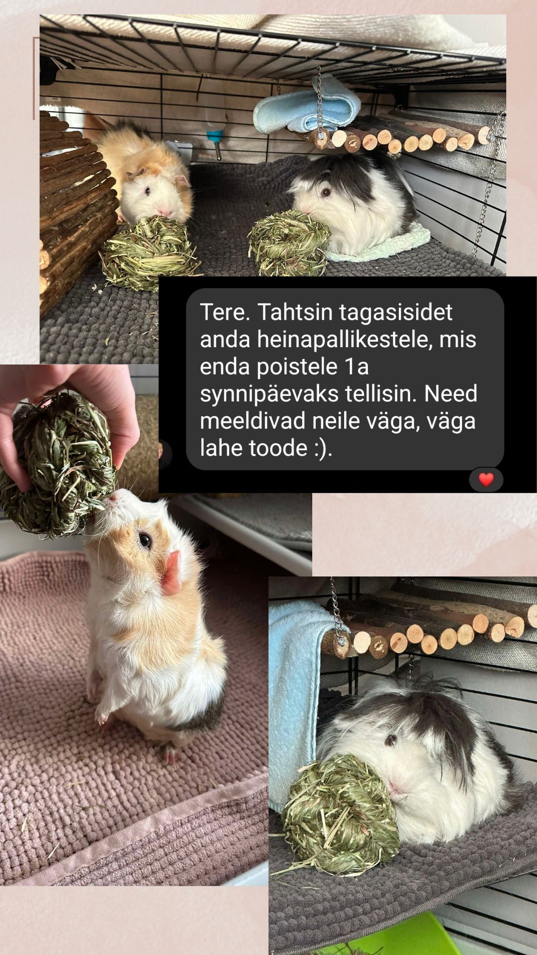 Pealeht Heinapallide tagasiside